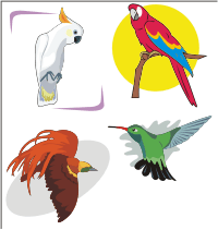 Vector Clip Art - Parrots and Paradise Birds Clipart