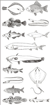 Векторный клипарт - Рыбы (черно-белы)