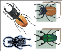 Vector Clip Art - Beetles