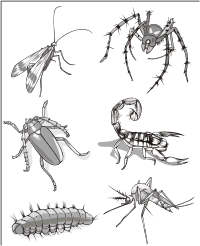 Vector Clip Art - Insects (Grayscale Images)
