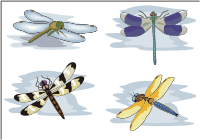 Vector Clip Art - Dragonflies