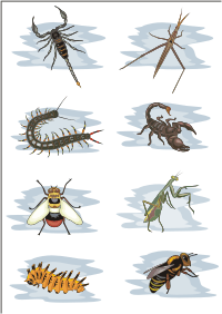 Vector Clip Art - Miscellaneous insects
