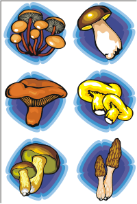 Vector Clip Art - Mushrooms 1