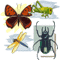 Vector graphics download package: Insects Clipart